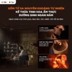 Nồi nấu chậm tử sa 3L Bear ESP-305LP- Gốm tử sa đặc biệt an toàn - Ảnh 6